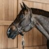 Dy'on Working Plaited Headcollar